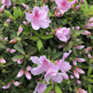 Meet your Posher, Abigail